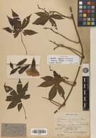 Isotype of Merremia tuberosa (L.) Rendle [family CONVOLVULACEAE]