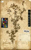 Filed as Vicia onobrychioides L. [family FABACEAE]