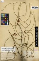 Syntype of Acacia merinthophora E.Pritz. [family FABACEAE]