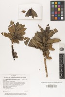 Isotype of Coprosma feaniana W.L. Wagner & Lorence [family RUBIACEAE]