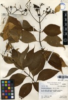 Isotype of mussaenda raiateensis J.W.Moore [family RUBIACEAE]