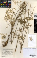 Filed as Daucus montanus Humb. & Bonpl. ex Schult. [family APIACEAE]