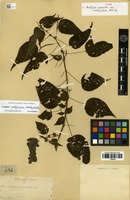 Syntype of Acalypha cuspidata Jacq. var. amblyodonta Müll.Arg. [family EUPHORBIACEAE]