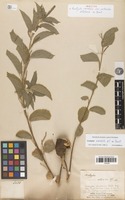 Type of Acalypha variabilis Klotzsch ex Baill. var. urticoides Baill. [family EUPHORBIACEAE]