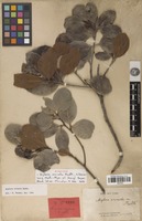 Syntype of Arytera arcuata Radlk. [family SAPINDACEAE]