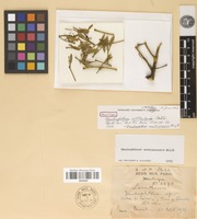 Holotype of dendrophthora willtreleasei Stehlé [family SANTALACEAE]