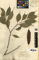 Type? of Ficus cuspidata Reinw. ex Blume [family MORACEAE]