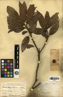 Syntype of Ficus benguetensis Merr. [family MORACEAE]