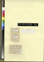 Filed as Microdus congolensis Ren. & Card. [family BRYOPSIDA]