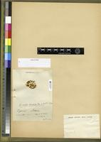 Filed as Microdus subnitidulus Thér. & P. de la Varde [family BRYOPSIDA]