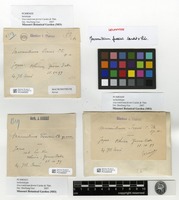 Isolectotype of Macromitrium ferriei Cardot & Thér. [family ORTHOTRICHACEAE]