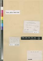 Isotype of Thuidium pellucens Renauld & Cardot [family THUIDIACEAE]