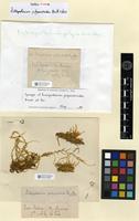 Isosyntype of Ectropothecium polyandroides Broth. & Paris [family HYPNACEAE]
