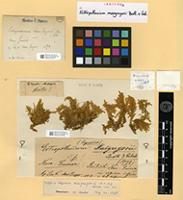 Isotype of Ectropothecium mac-gregorii Broth. & Geh. [family HYPNACEAE]