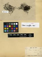 Isotype of Frullania secundiflora Mont. [family JUBULACEAE]