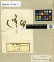 Isotype of Garovaglia aristata Bosch & Sande Lac. [family PTEROBRYACEAE]