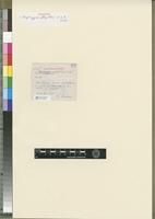 Filed as Isopterygium phlyctitheca P. de la Varde [family HYPNACEAE]