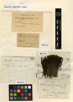 Type of Racomitrium fuscoluteum Cardot [family GRIMMIACEAE]