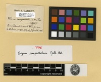 Type of Webera compactula (Müll.Hal.) Paris [family BRYACEAE]