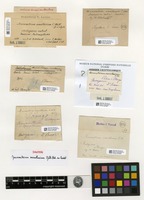 Syntype of Macromitrium nanothecium Müll.Hal. ex Cardot [family ORTHOTRICHACEAE]