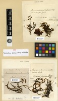 Type? of Macromitrium dubium Schimp. ex Müll. Hal. [family ORTHOTRICHACEAE]