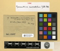 Type of Macromitrium mucronatulum Müll.Hal. [family ORTHOTRICHACEAE]