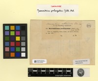 Isosyntype of Macromitrium prolongatum Müll. Hal. [family ORTHOTRICHACEAE]