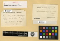 Isotype of Macromitrium ruginosum Besch. [family ORTHOTRICHACEAE]