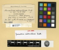 Type? of Macromitrium subhomalacron Broth. [family ORTHOTRICHACEAE]