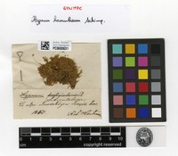 Isosyntype of Hypnum hamulosum Bruch, Schimp. & W.Gümbel [family HYPNACEAE]