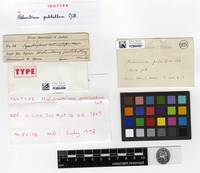 Isotype of Holomitrium pulchellum Mitt. [family DICRANACEAE]