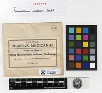 Isotype of Macromitrium undosum Cardot [family ORTHOTRICHACEAE]