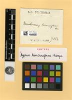 Isotype of Mittenothamnium tamarisciforme (Hampe) Cardot [family HYPNACEAE]