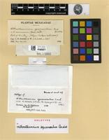 Holotype of Mittenothamnium squarrosulum Cardot [family HYPNACEAE]