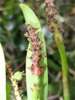 Bulbophyllumcomorianum