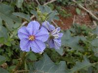 Solanum richardii