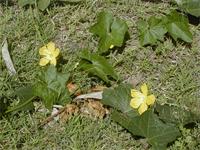 Luffa cf. cylindrica