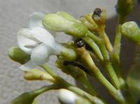 Coptosperma supra-axillare