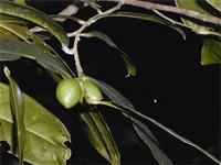 Drypetes darcyana