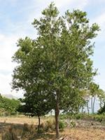 New Caledonia and Vanuatu plants