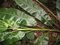 Alpinia novae-pommeraniae