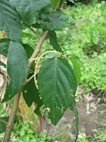 Acalypha repanda