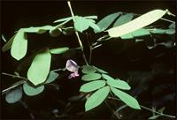 Abrus madagascariensis