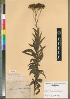 Isotype of Senecio serratuloides DC. [family ASTERACEAE]