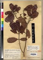Isolectotype of Nesogordonia humbertii Capuron [family STERCULIACEAE]