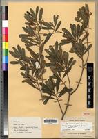 Isotype of Nesogordonia pachyneura L.C.Barnett [family STERCULIACEAE]