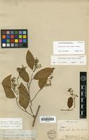 Isotype of Leretia ampla Miers [family ICACINACEAE]