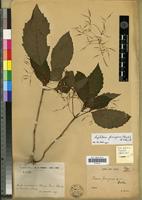 Holotype of Boeica ferruginea Drake [family GESNERIACEAE]