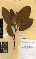 Isotype of Tristaniopsis lucida J.W.Dawson [family MYRTACEAE]