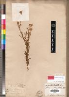 Holotype of Pegolettia senegalensis Cass. [family ASTERACEAE]